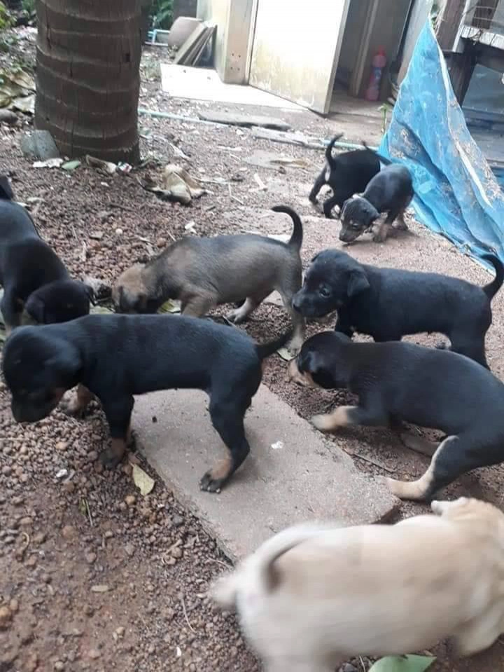 จวกยับ!....จนท.ราชทัณฑ์ โพสต์ภาพย่าง "ลูกหมา" กินคลายหนาว