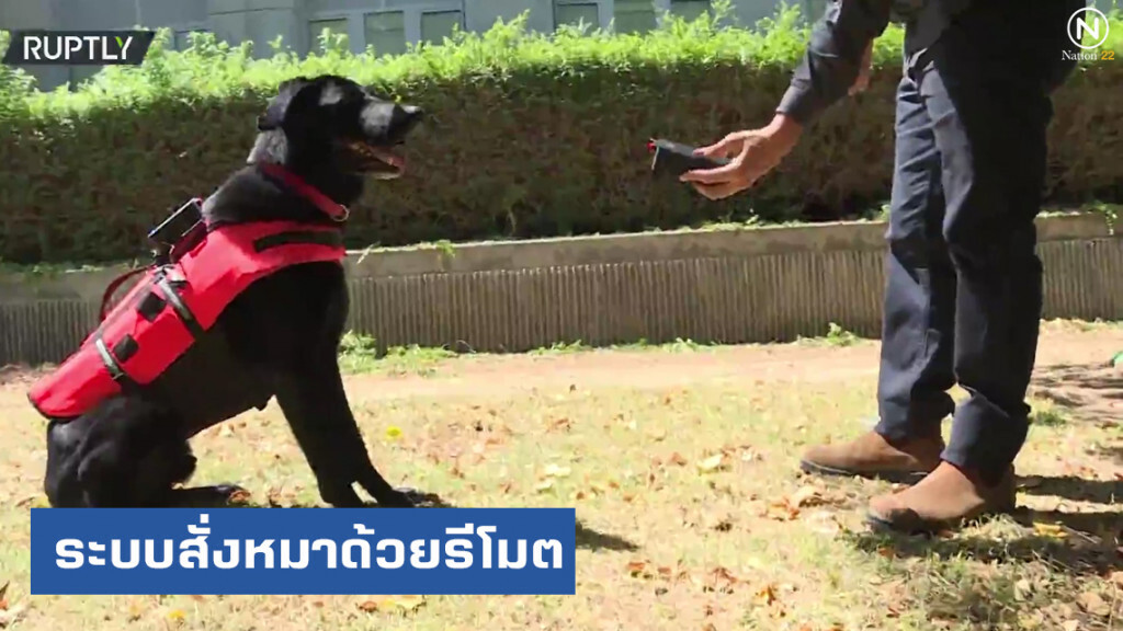 สุดยอด.....อิสราเอลสร้างระบบสั่ง "หมา" ด้วยรีโมต สุดยอด.....อิสราเอลสร้างระบบสั่ง "หมา" ด้วยรีโมต
