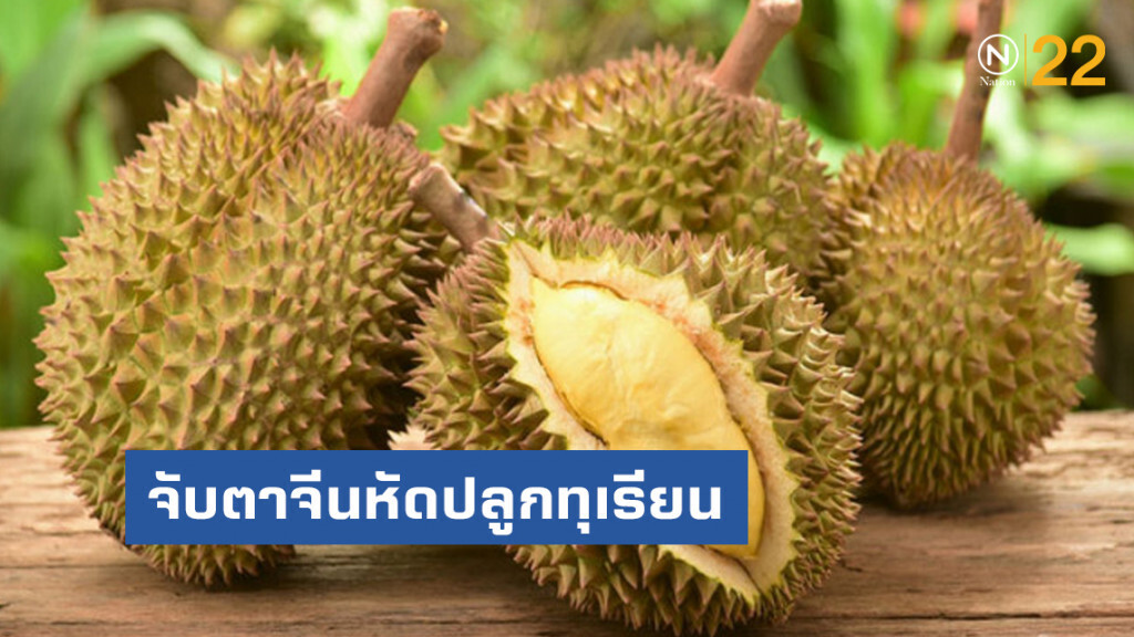 พาณิชย์จับตาจีนหัดปลูกทุเรียน