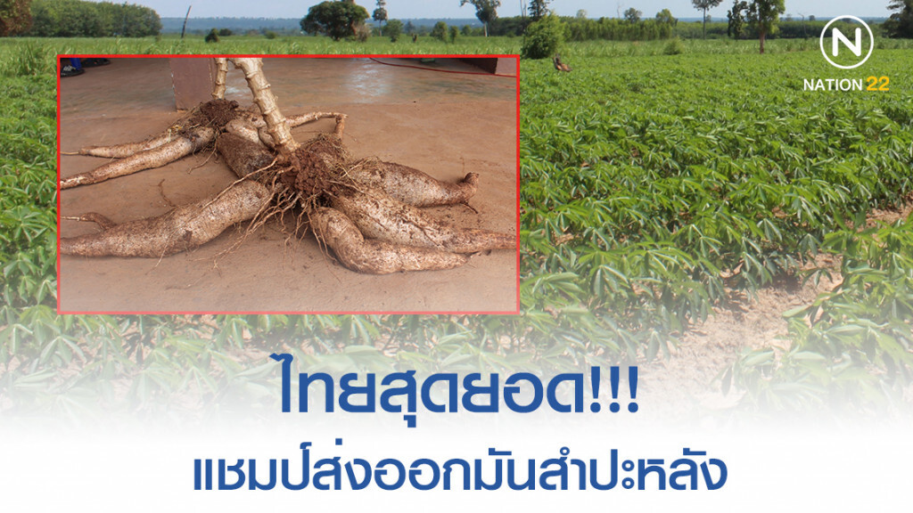 พาณิชย์ยันไทยครองแชมป์ส่งออกผลิตภัณฑ์มันสำปะหลังเบอร์1โลก