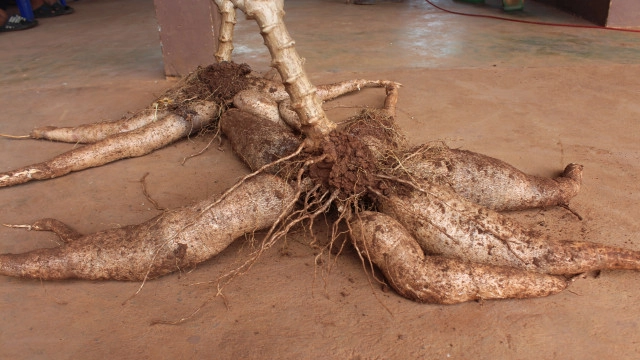 พาณิชย์ยันไทยครองแชมป์ส่งออกผลิตภัณฑ์มันสำปะหลังเบอร์1โลก