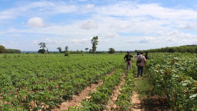 พาณิชย์ยันไทยครองแชมป์ส่งออกผลิตภัณฑ์มันสำปะหลังเบอร์1โลก