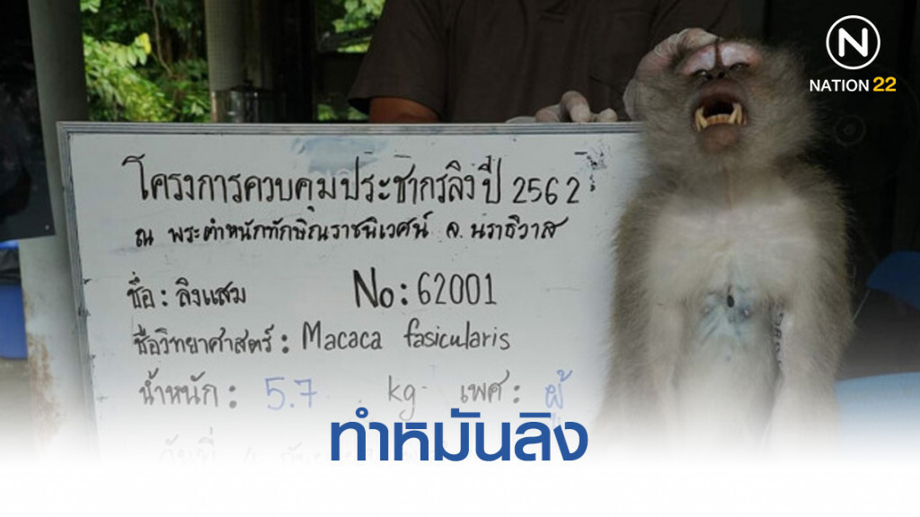 อุทยานฯ​ ทำหมันคุมประชากรลิง​ พระตำหนักทักษิณราชนิเวศน์ จ.นราธิวาส