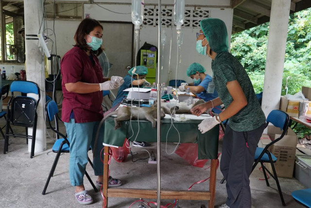 อุทยานฯ​ ทำหมันคุมประชากรลิง​ พระตำหนักทักษิณราชนิเวศน์ จ.นราธิวาส