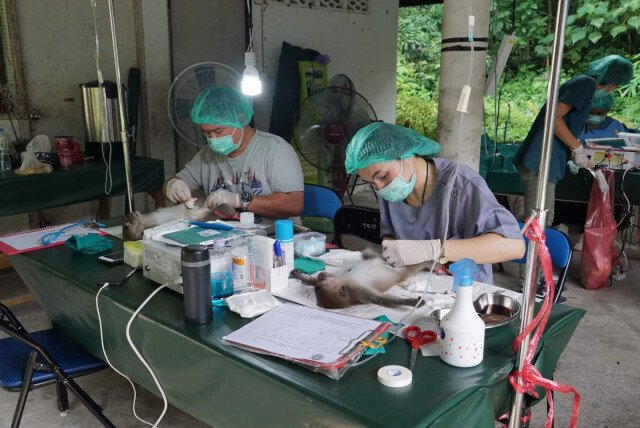 อุทยานฯ​ ทำหมันคุมประชากรลิง​ พระตำหนักทักษิณราชนิเวศน์ จ.นราธิวาส