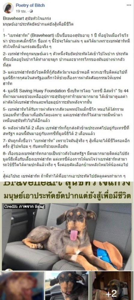 หมาหัวใจแกร่งถูกคนใจร้ายเอาประทัดยัดปากแต่ยังสู้เพื่อมีชีวิต