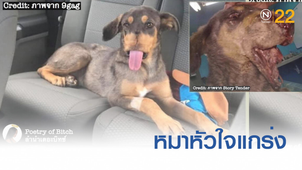 หมาหัวใจแกร่งถูกคนใจร้ายเอาประทัดยัดปากแต่ยังสู้เพื่อมีชีวิต หมาหัวใจแกร่งถูกคนใจร้ายเอาประทัดยัดปากแต่ยังสู้เพื่อมีชีวิต