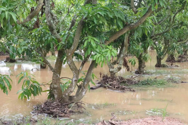 เกษตรฯ แนะวิธี "ดูแล-ฟื้นฟู" พืชหลังอุทกภัย