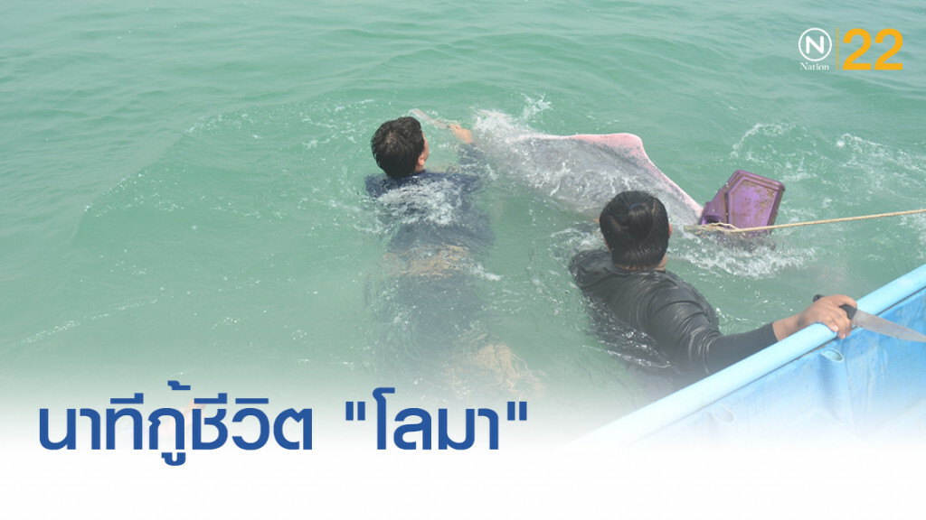 ภาพนาทีชีวิต จนท.ช่วย "โลมา" เชือกลอบปูพันตัวกลางทะเล