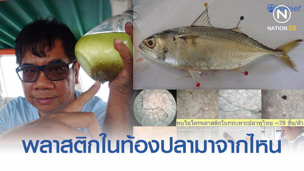 "ดร.ธรณ์" แจง พลาสติกในท้องปลามาจากไหน "ดร.ธรณ์" แจง พลาสติกในท้องปลามาจากไหน