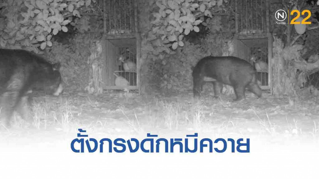 'อุทยานทับลาน'  ตั้งกรงดักหมีควายปล่อยคืนป่าลึก