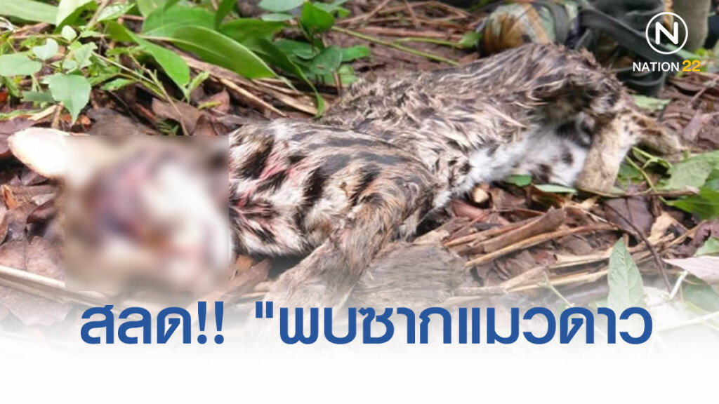 สลด!! "พบซากแมวดาว เหยื่อพรานโหด ถูกยิงตายในเขตรักษาพันธุ์สัตว์ป่าห้วยศาลา