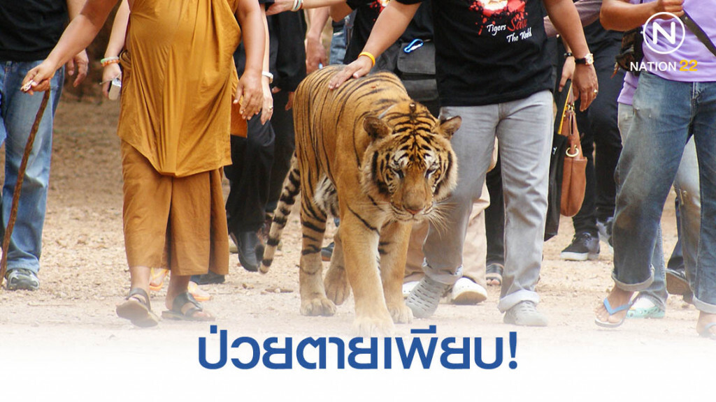 "เสือโคร่ง" ของกลางวัดป่าหลวงตาบัว ป่วยตาย 86 ตัว