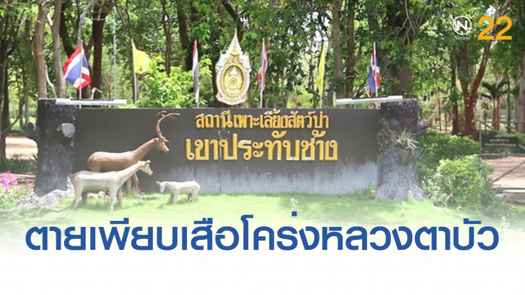 "เสือโคร่ง" ของกลางวัดป่าหลวงตาบัว ป่วยตาย 86 ตัว จาก 147 ตัว
