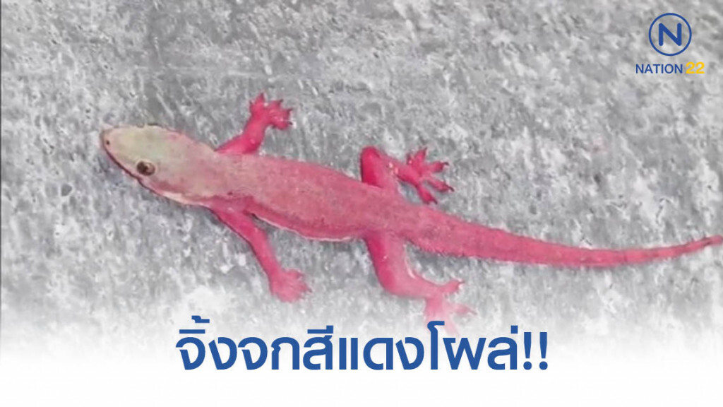 ฮือฮา!! จิ้งจกสีแดงโผล่กลางร้านอาหาร