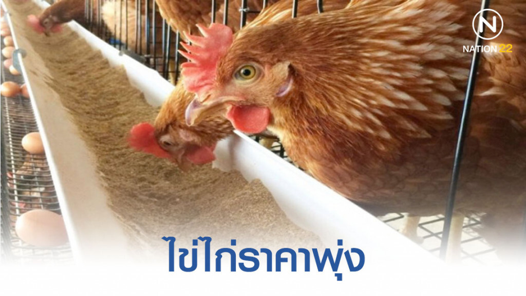 ผู้เลี้ยงไก่ไข่เริ่มยิ้มออก หลังราคาพุ่ง 3 บาท/ฟอง