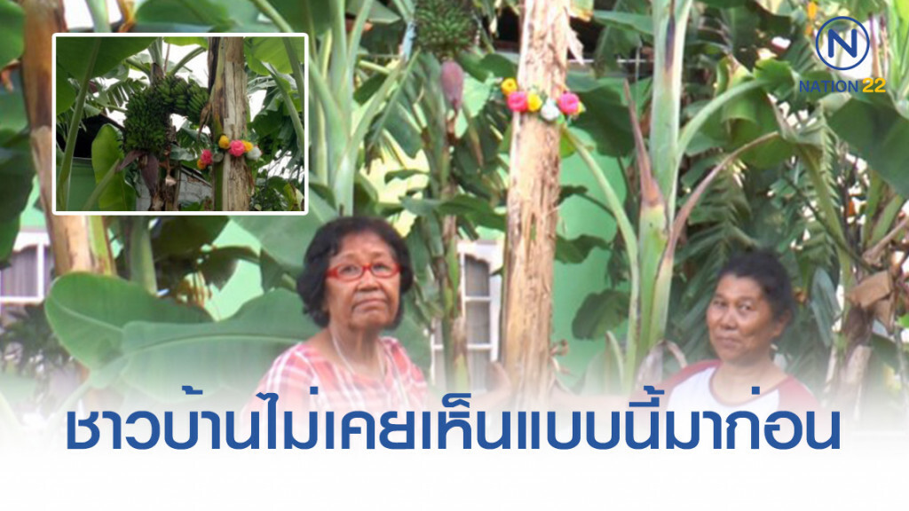 ถอดรหัสลับ! ต้นกล้วยสูงชะลูด ออกเครือคล้ายพญานาคทะลุกลางต้น