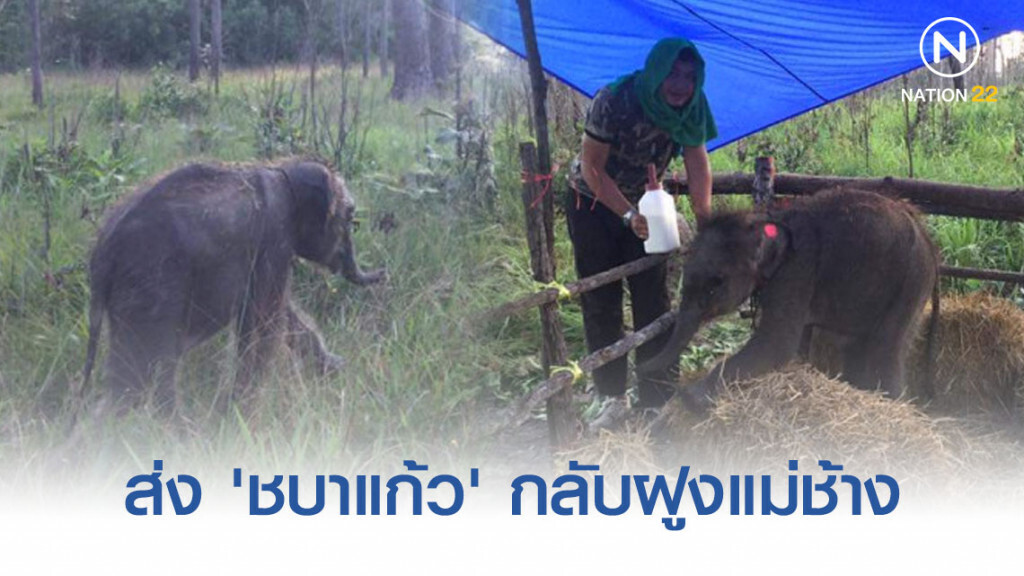 คืบหน้าส่ง 'ชบาแก้ว' กลับฝูงแม่ช้าง คืบหน้าส่ง 'ชบาแก้ว' กลับฝูงแม่ช้าง