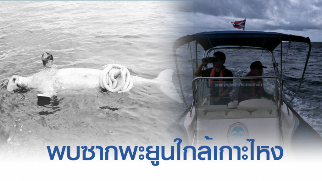 พบซากพะยูนตายไส้ทะลัก​ ใกล้เกาะไหง ทะเลกระบี่​ เร่งหาสาเหตุ