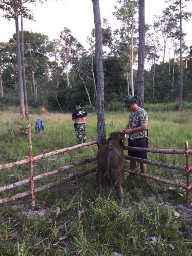 คืบหน้าส่ง​ 'ชบาแก้ว'​ กลับฝูงแม่ช้าง