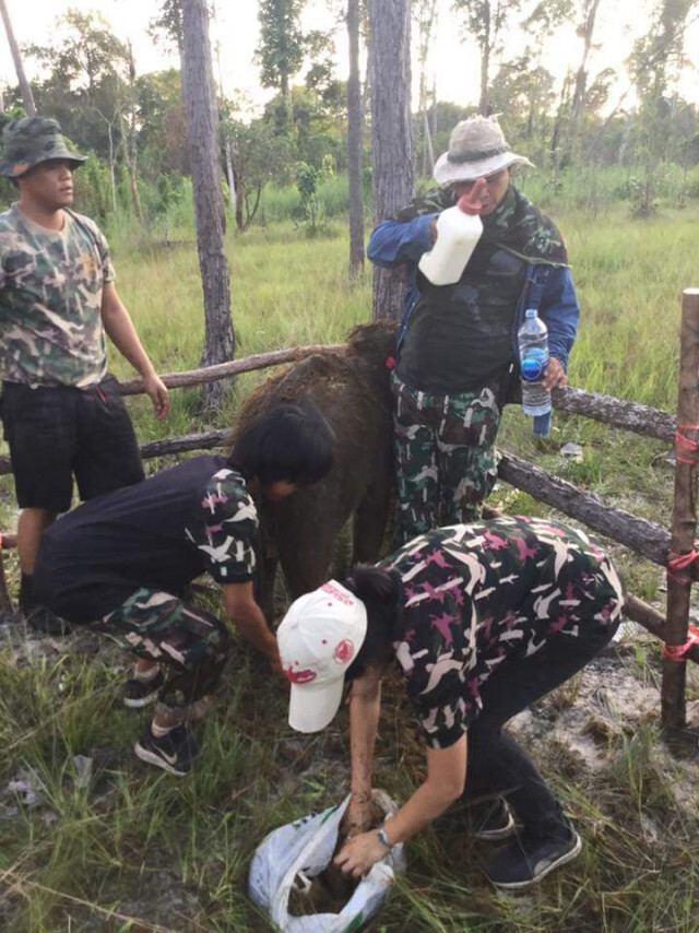 คืบหน้าส่ง​ 'ชบาแก้ว'​ กลับฝูงแม่ช้าง