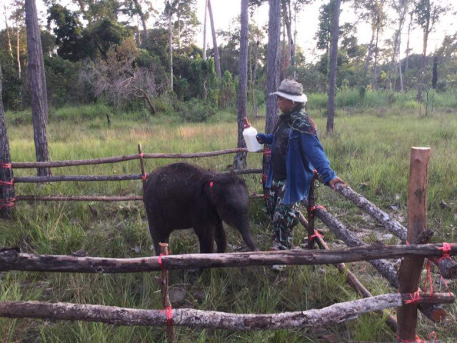 คืบหน้าส่ง​ 'ชบาแก้ว'​ กลับฝูงแม่ช้าง