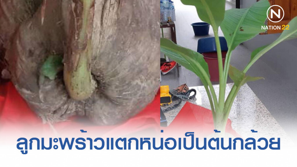 เป็นไปได้! ลูกมะพร้าวแตกหน่อเป็นต้นกล้วย คอหวยไม่พลาดแห่ตีเลขเด็ดเสี่ยงโชคคึกคัก เป็นไปได้! ลูกมะพร้าวแตกหน่อเป็นต้นกล้วย คอหวยไม่พลาดแห่ตีเลขเด็ดเสี่ยงโชคคึกคัก