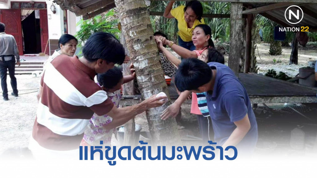 ชาวทุ่งไทรทอง แห่ขูดต้นมะพร้าว