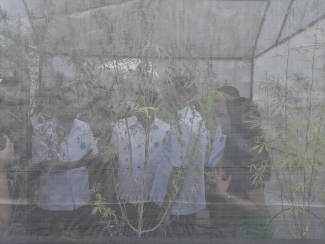 อนุทิน​ ระบุ​ จะเปลี่ยนกัญชา​ ให้เป็นเหมือนโหระพา​ที่ปลูกหลังบ้าน​