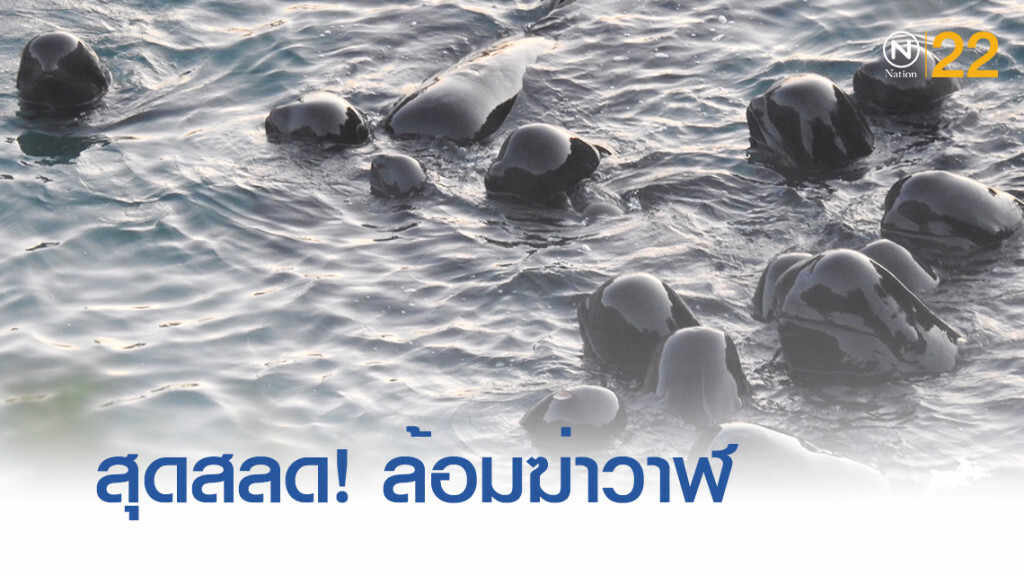 สุดสลด!....ฝูงวาฬนำร่องถูกต้อนฆ่าที่ญี่ปุ่น สุดสลด!....ฝูงวาฬนำร่องถูกต้อนฆ่าที่ญี่ปุ่น