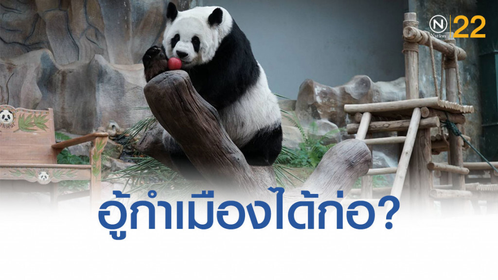 พี่เลี้ยง เผย "ช่วงช่วง" ฟังภาษาเมืองได้ เสียใจเห็นวินาทีสุดท้ายแต่ช่วยไม่ทัน