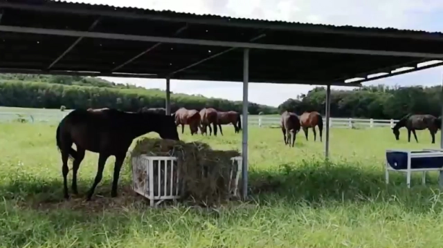 "เจ้าฟ้าหญิงสิริวัณณวรีฯ" ทรงพระราชทานเงินเดือนจากการรับราชการทหาร สร้าง "บ้านพักม้าชรา" ที่ปากช่อง