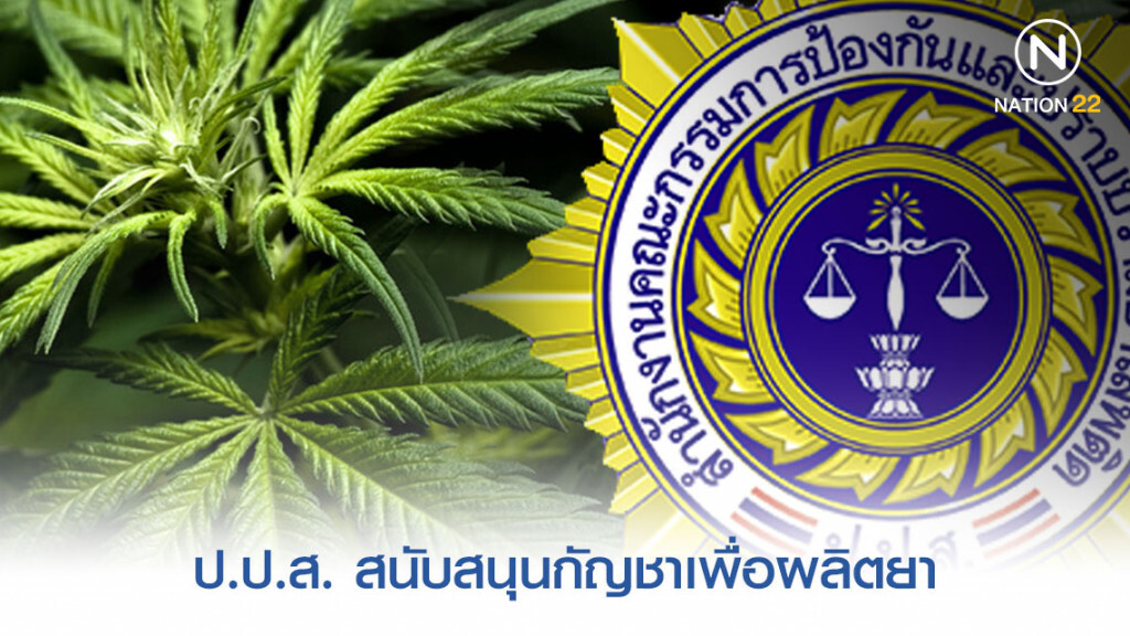 ป.ป.ส.พร้อมสนับสนุนกัญชาของกลางผลิตยา ป.ป.ส.พร้อมสนับสนุนกัญชาของกลางผลิตยา