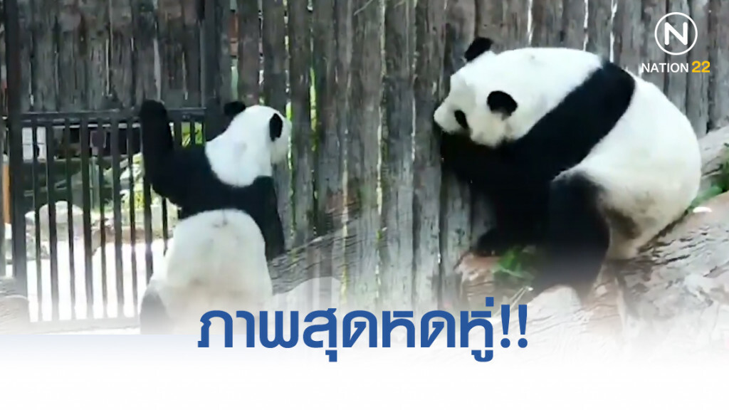สุดหดหู่!! "หลินฮุ่ย" เกาะกรงกำแพงหา "ช่วงช่วง"
