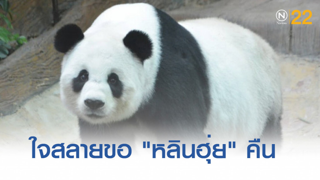 ชาวจีนใจสลายขอคืน "หลินฮุ่ย" เหน็บสวนสัตว์ไม่รู้เลี้ยงอย่างไร ชาวจีนใจสลายขอคืน "หลินฮุ่ย" เหน็บสวนสัตว์ไม่รู้เลี้ยงอย่างไร