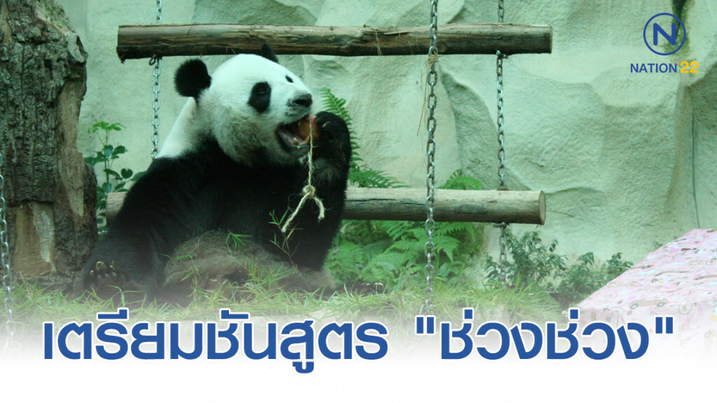 ผู้เชี่ยวชาญจีนถึงไทยแล้ว! เตรียมชันสูตร "ช่วงช่วง" ผู้เชี่ยวชาญจีนถึงไทยแล้ว! เตรียมชันสูตร "ช่วงช่วง"