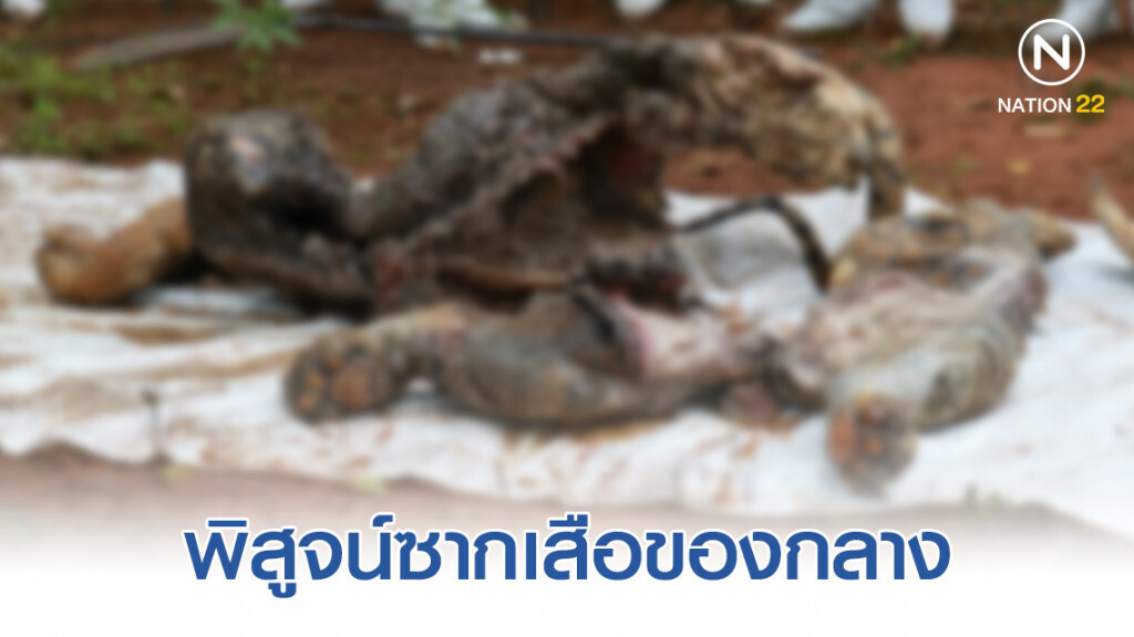 อุทยานฯ เปิดถังพิสูจน์ซากเสือของกลาง​ ยันไม่คืนเสือให้วัดป่าหลวงตาบัว