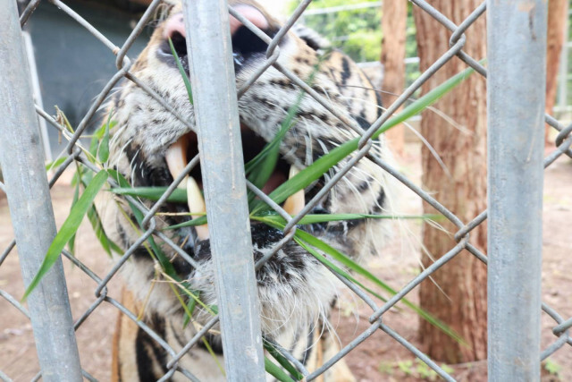 อุทยานฯ เปิดถังพิสูจน์ซากเสือของกลาง​ ยันไม่คืนเสือให้วัดป่าหลวงตาบัว