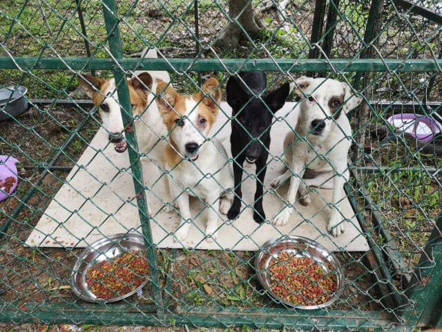 อุทยานฯ​  ตั้งศูนย์ช่วยสัตว์เลี้ยง​ น้ำท่วมอุบลฯ