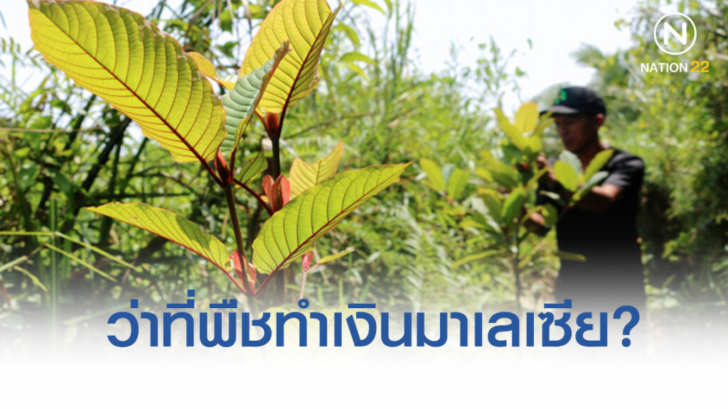 "กระท่อม" ว่าที่พืชทำเงินมาเลเซีย?