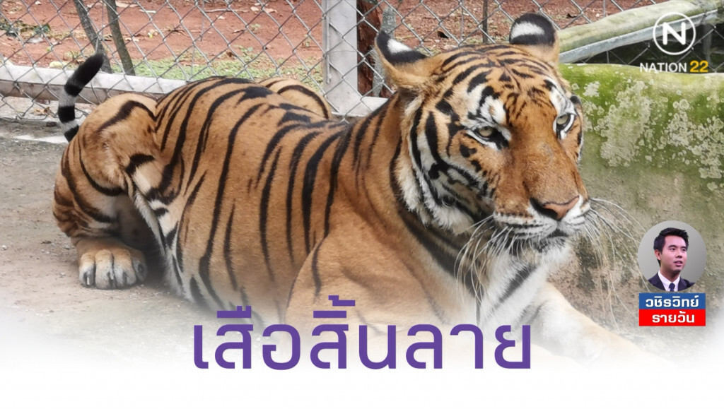 เสือสิ้นลาย