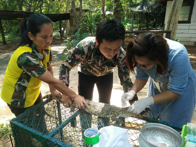 พายุพัด​ 'จระเข้น้ำจืดพันธุ์​ไทย'​ ลงจากเทือกเขาพนม​ดงรัก