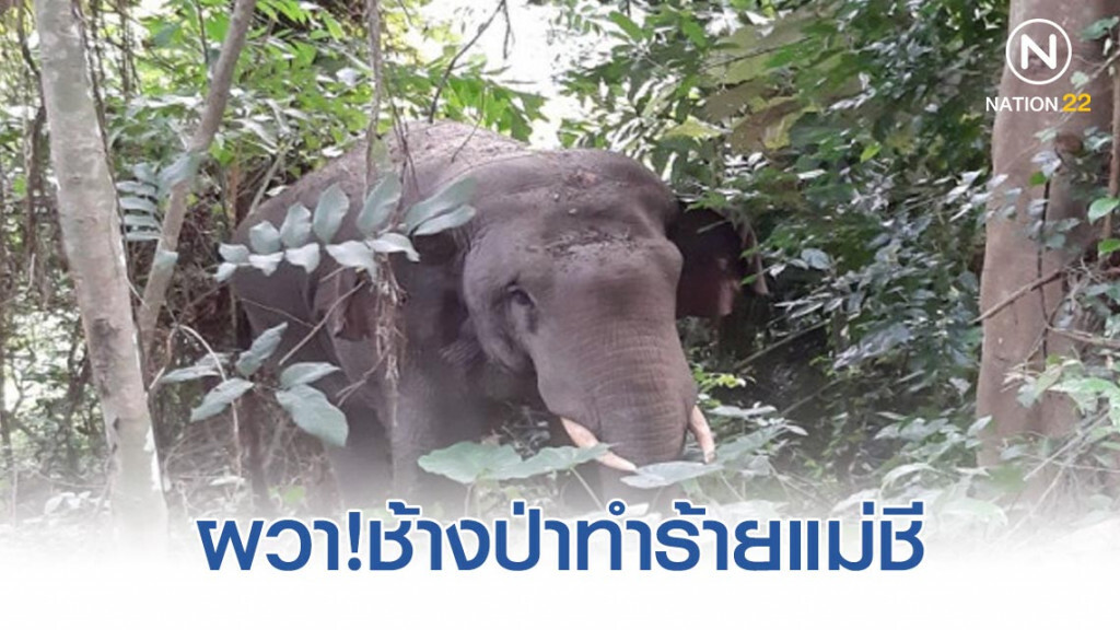 ช้างป่า ทำร้ายแม่ชีบาดเจ็บหลัง จะให้อาหาร