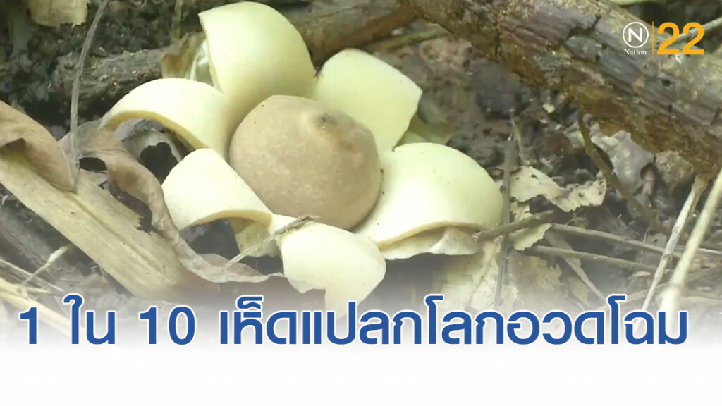 อวดโฉม....."เห็ดดาวดิน" 1 ใน 10 เห็ดแปลกของโลก อวดโฉม....."เห็ดดาวดิน" 1 ใน 10 เห็ดแปลกของโลก