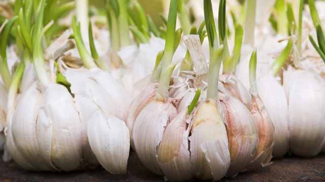 กระเทียมสมุนไพรโบราณ ช่วยชะลอวัย ต้านมะเร็ง จริงหรือ