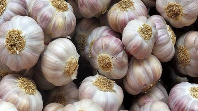 กระเทียมสมุนไพรโบราณ ช่วยชะลอวัย ต้านมะเร็ง จริงหรือ