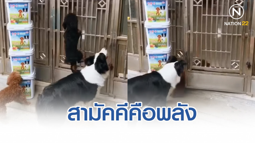 สุดยอดทีมเวิร์ค!! น้องหมาช่วยกันเปิดประตู ก่อนไปลั้นลา สุดยอดทีมเวิร์ค!! น้องหมาช่วยกันเปิดประตู ก่อนไปลั้นลา