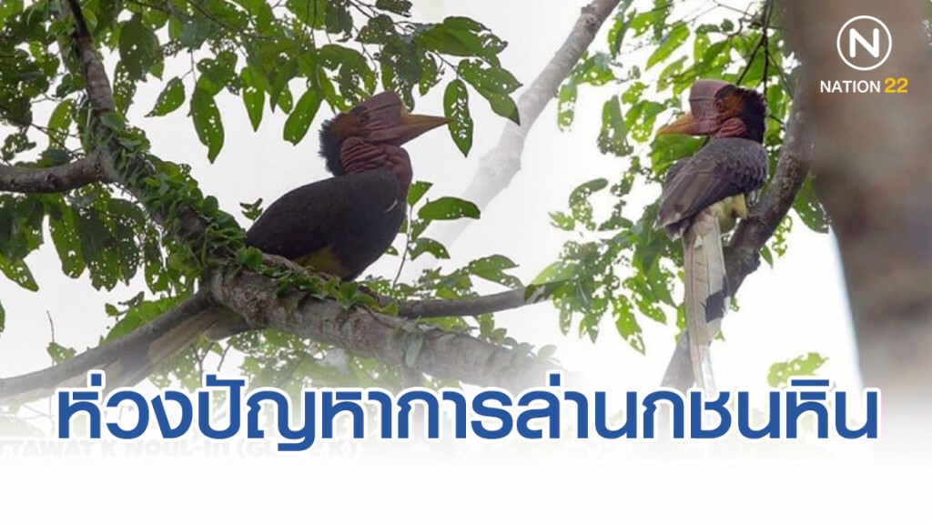 'กรมอุทยาน' ห่วงปัญหาการล่านกชนหิน​ เร่งดันกฏหมาย