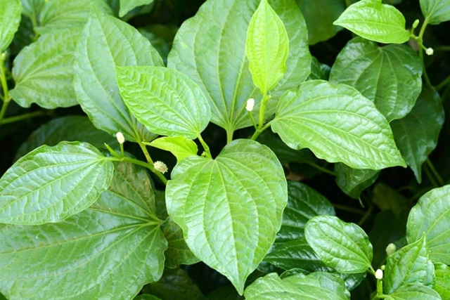 ผัก 13 ชนิด ช่วยลดน้ำตาลในเลือด