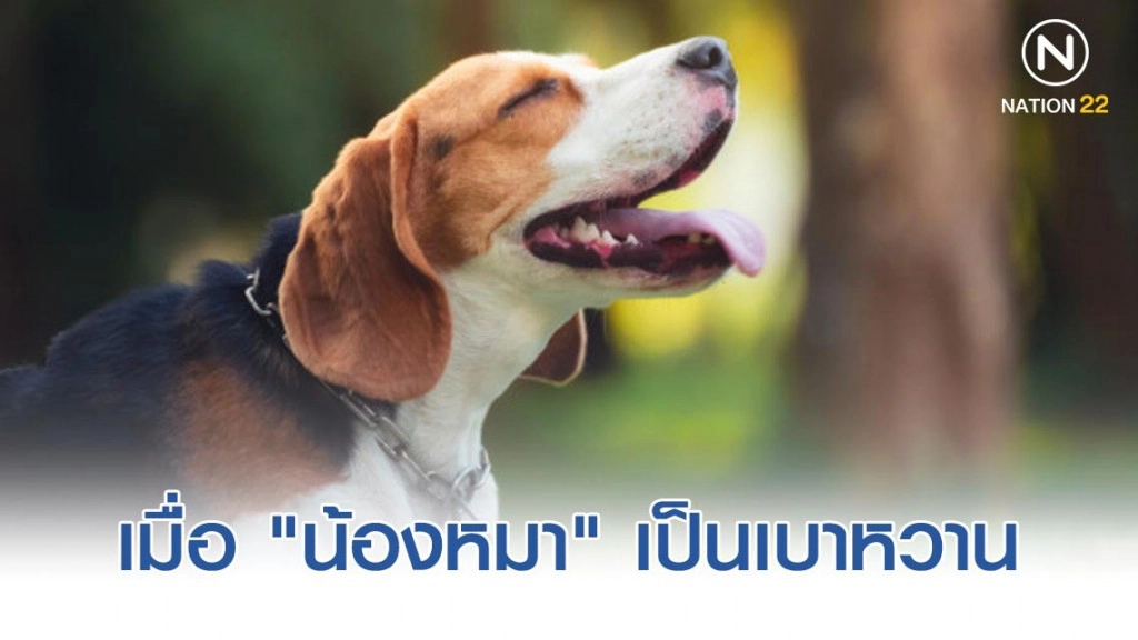 เมื่อ "น้องหมา" เป็นเบาหวาน